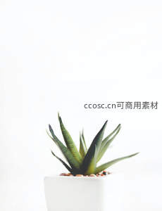 单株芦荟在白色方盆中