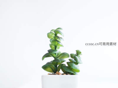 螺旋状多肉植物特写