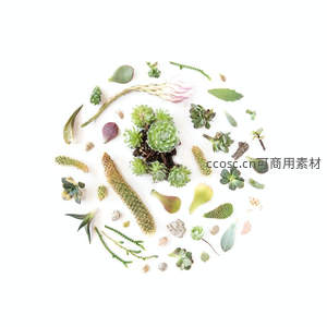 多肉植物创意拼盘，自然与艺术的完美结合