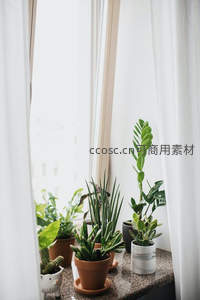 窗台绿植角，阳光与宁静生活的美好角落