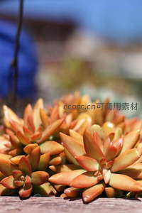 阳光下的橙色多肉，温暖而饱满的自然之美