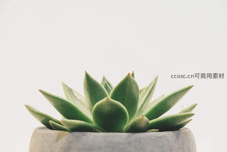 单株多肉静置于水泥盆中，简约背景突出自然之美