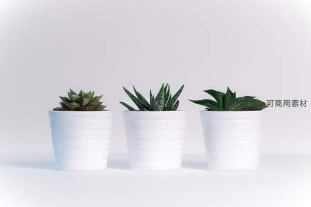 三盆风格各异的多肉并列，白色花盆衬托绿意盎然
