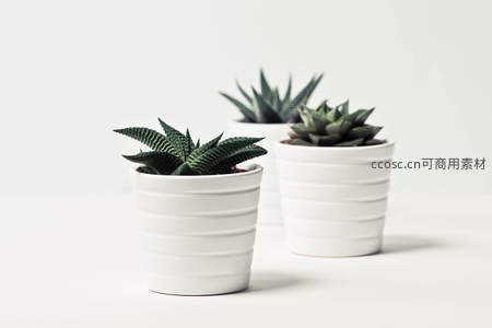 三盆简约白瓷多肉，清新绿意点缀家居