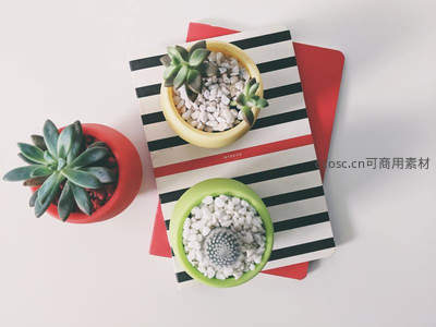 多彩多肉盆栽与条纹笔记本的文艺组合