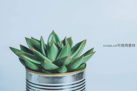金属罐中的绿色多肉，工业风与自然融合