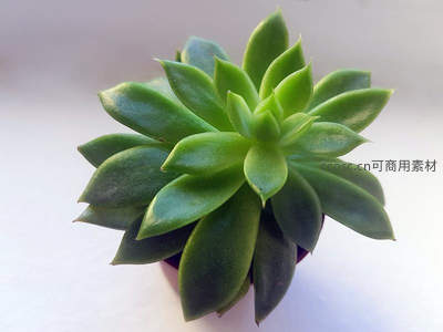 绿色多肉特写，叶片饱满层次分明