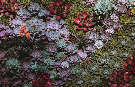 多彩多肉墙，密集绽放如自然艺术画