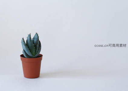 蓝绿色多肉植物静置于简约陶盆中
