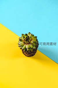 几何撞色背景下俯拍的绿色多肉