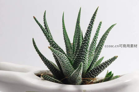 斑点芦荟特写展现独特纹理与形态