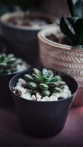 黑色花盆中的多肉植物特写