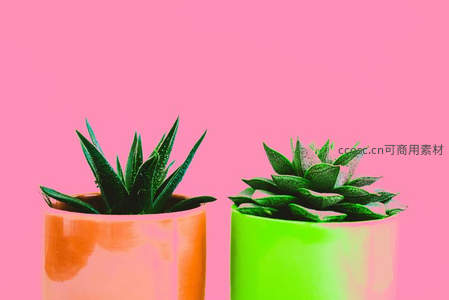 粉色背景下双色花盆多肉