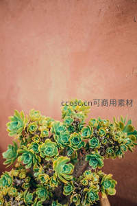 绿意盎然的多肉群落映衬土墙