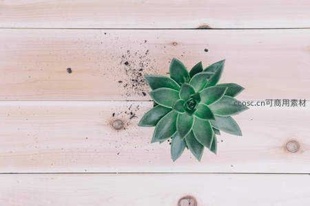 木质背景上的单株多肉盆栽
