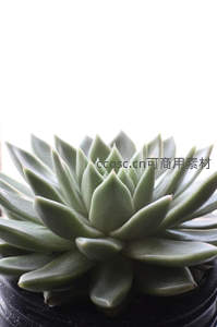 灰绿色多肉在纯白背景下的优雅