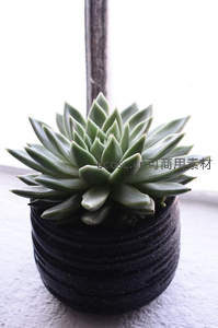 窗台绿植点缀简约家居空间