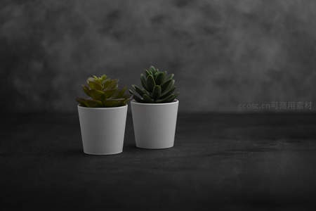 双盆多肉静置暗色背景前