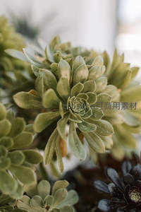 莲座状多肉群生展现层次感