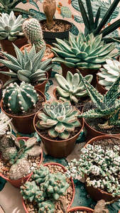 多样多肉盆栽组合展示