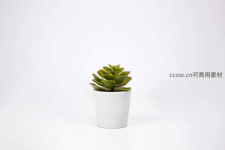 简约白色花盆中的绿色多肉植物