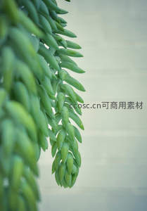 垂吊型多肉植物叶片特写，清新自然