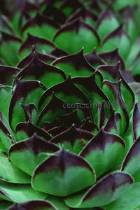 深紫绿相间多肉植物螺旋状特写