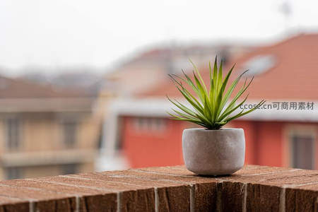 阳台小绿植点缀城市生活