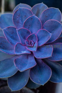 紫蓝色多肉绽放如花般美丽