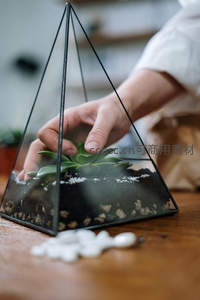 将多肉放入金字塔形玻璃罩