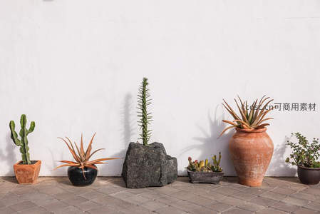 白色墙边陈列各式多肉盆栽