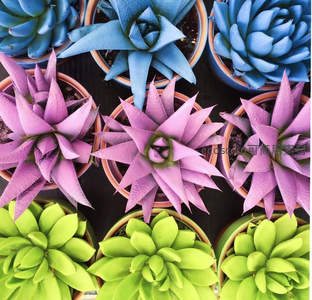 多彩多肉植物俯拍集合图