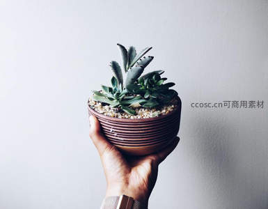 手捧陶盆多肉植物特写
