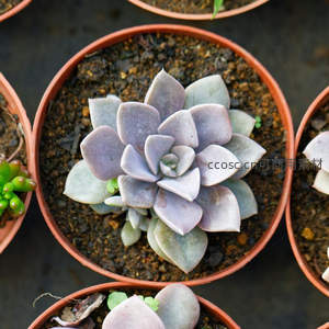 俯拍紫色多肉植物盆栽