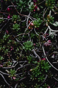 枝蔓缠绕中的迷你多肉群落