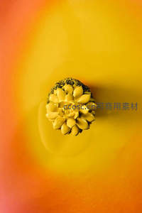 暖光晕染中绽放的黄色多肉特写