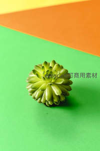 几何色彩背景中的单株多肉静物图
