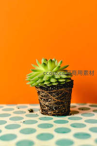 波点桌面上的盆栽多肉，清新可爱