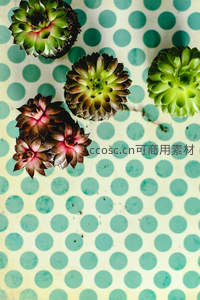 波点背景上的多彩多肉组合俯拍图