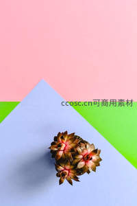 几何色块上的多肉植物静物