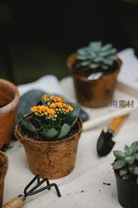 园艺工具旁盛开的长寿花