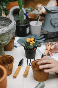 亲手栽种多肉的园艺时刻