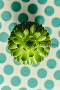 俯拍视角下青翠多肉的几何美感