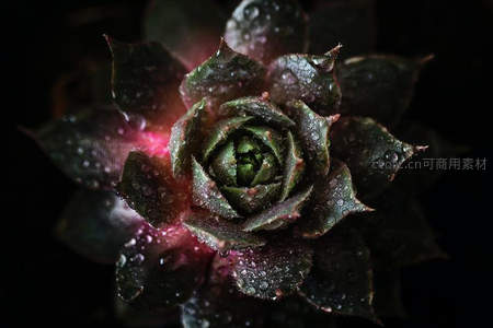 暗调光影中水珠点缀的神秘多肉