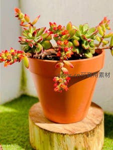 陶盆多肉绽放红花，生机盎然