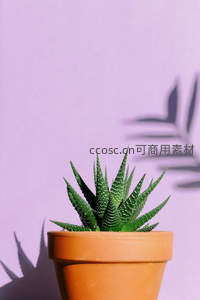 紫墙前芦荟盆栽，影子成画