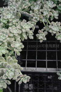 灰绿多肉缀水珠，清新自然