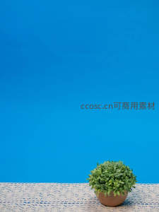 蓝色背景下的迷你绿植盆栽