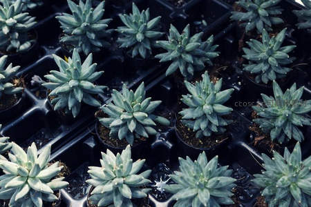 整齐排列的幼苗多肉育苗盘