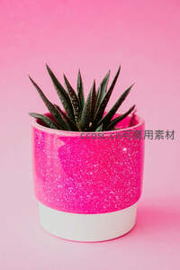 粉色亮片花盆中的多肉